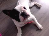 French Bulldog Yavrumuz