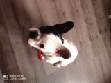 French Bulldog Yavrumuz