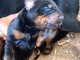Fci Secereli Doberman