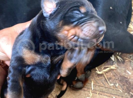 Fci Secereli Doberman görsel