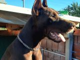 Fci Secereli Doberman