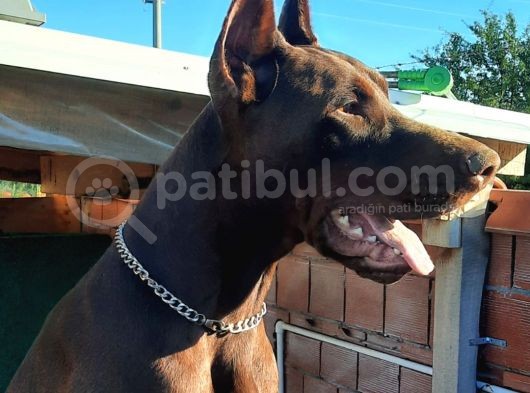 Fci Secereli Doberman görsel