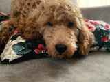 Poddle