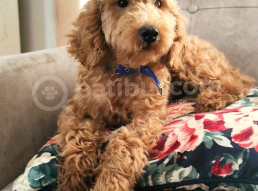 Poddle görsel