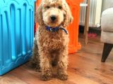 Poddle