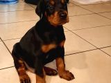 FCI Secereli Doberman