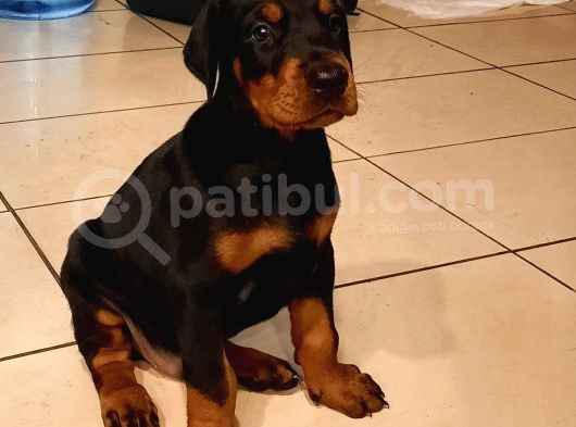 Fci Secereli Doberman