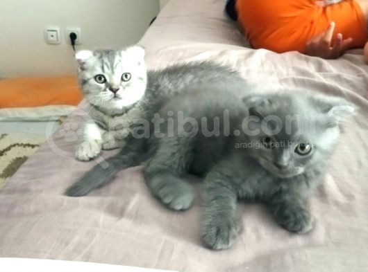 Scottis Fold Erkek British Disi görsel