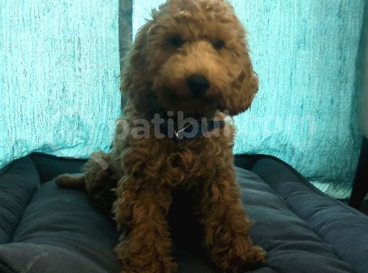 Poddle görsel
