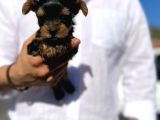 Mini Boy Safkan Secereli Yorkshire Terrier Yavruları