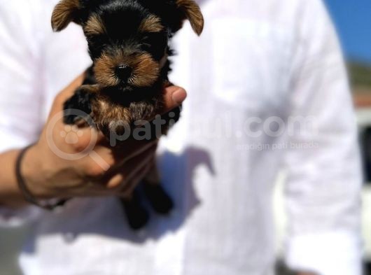 Mini Boy Safkan Secereli Yorkshire Terrier Yavruları görsel