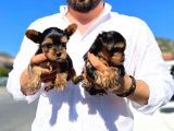 Mini Boy Safkan Secereli Yorkshire Terrier Yavruları