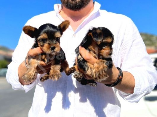Mini Boy Safkan Secereli Yorkshire Terrier Yavruları görsel