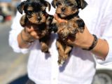 Mini Boy Safkan Secereli Yorkshire Terrier Yavruları
