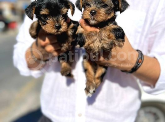 Mini Boy Safkan Secereli Yorkshire Terrier Yavruları görsel