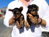 Mini Boy Safkan Secereli Yorkshire Terrier Yavruları