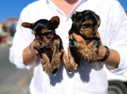Mini Boy Safkan Secereli Yorkshire Terrier Yavruları görsel