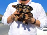Mini Boy Safkan Secereli Yorkshire Terrier Yavruları