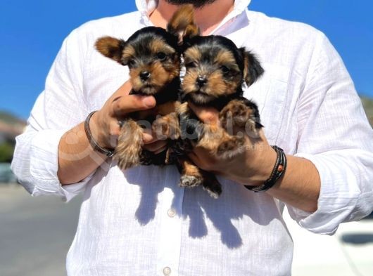 Mini Boy Safkan Secereli Yorkshire Terrier Yavruları görsel