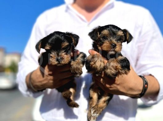 Mini Boy Safkan Secereli Yorkshire Terrier Yavruları görsel