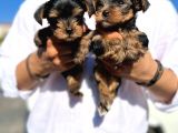 Mini Boy Safkan Secereli Yorkshire Terrier Yavruları