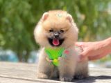 Secereli Mükemmel Kalite Pomeranian Boo