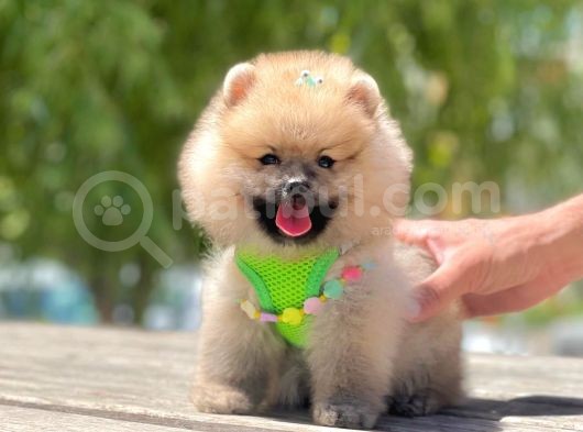 Secereli Mükemmel Kalite Pomeranian Boo