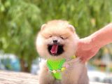 Secereli Mükemmel Kalite Pomeranian Boo
