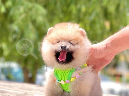 Secereli Mükemmel Kalite Pomeranian Boo görsel