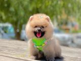 Secereli Mükemmel Kalite Pomeranian Boo