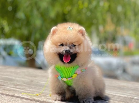 Secereli Mükemmel Kalite Pomeranian Boo görsel
