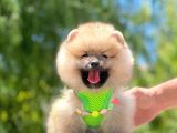Secereli Mükemmel Kalite Pomeranian Boo