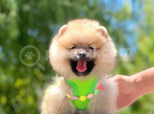 Secereli Mükemmel Kalite Pomeranian Boo görsel