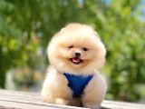 2 Aylık Mikrocipli Secereli Pomeranian Boo