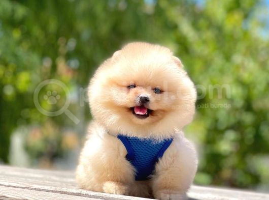 2 Aylık Mikrocipli Secereli Pomeranian Boo