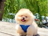 2 Aylık Mikrocipli Secereli Pomeranian Boo