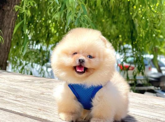 2 Aylık Mikrocipli Secereli Pomeranian Boo görsel