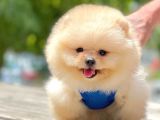 2 Aylık Mikrocipli Secereli Pomeranian Boo