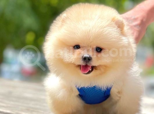 2 Aylık Mikrocipli Secereli Pomeranian Boo görsel