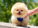 2 Aylık Mikrocipli Secereli Pomeranian Boo