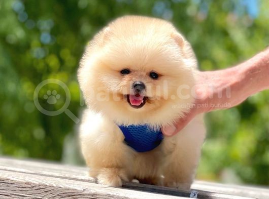 2 Aylık Mikrocipli Secereli Pomeranian Boo görsel