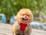 2 Aylık A Kalite Erkek Pomeranian
