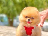 2 Aylık A Kalite Erkek Pomeranian
