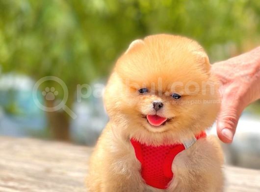 2 Aylık A Kalite Erkek Pomeranian görsel