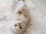 British Shorthair Yavrumuz