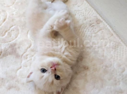 British Shorthair Yavrumuz görsel