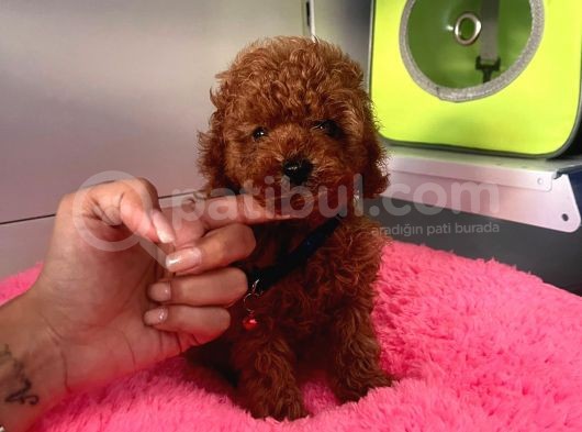 Red Brown Toy Poodle görsel