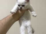 British Shorthair ve Scottish Fold 3 Bluepoint 1 Lilac