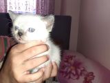 Scottish Fold Ve Strayt