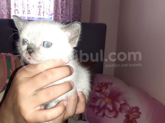 Scottish Fold Ve Strayt görsel